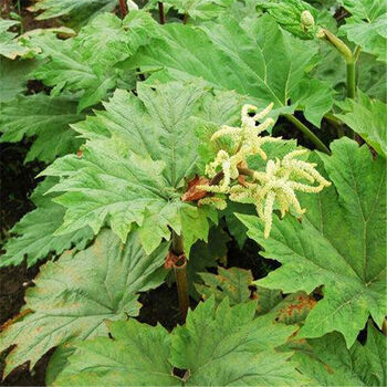 中药材种子大黄种子纯新大黄籽马蹄大黄水根大黄中草药 半斤