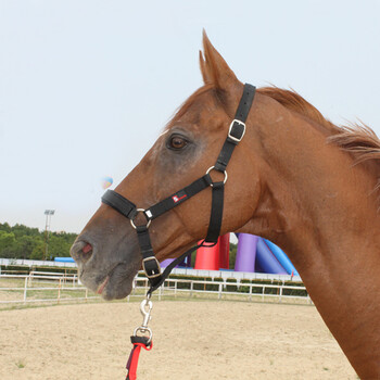 八尺龙马具马匹牵马笼头纺织结实耐用大小可调节不伤马bcl328505红色m