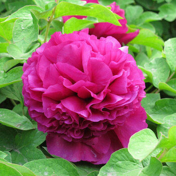 卉佳旗舰店 牡丹花苗盆栽绿植庭院室内花卉观花迷你小型创意耐寒绿色