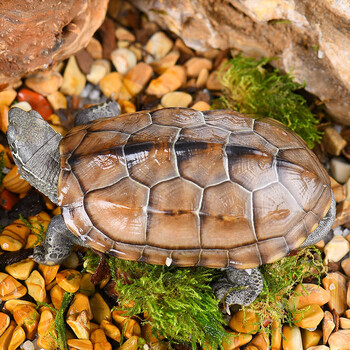 宝熙 大乌龟活体中华草龟外塘草龟小观赏龟水龟金线龟宠物小乌龟外塘