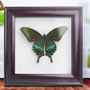 昆虫相框 工艺品收藏 生日结婚送礼送朋友家居装饰 蝴蝶摆件 碧凤蝶