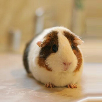 宠物荷兰猪豚鼠天竺鼠活体包活包邮 黑白黄三色1只 运输笼