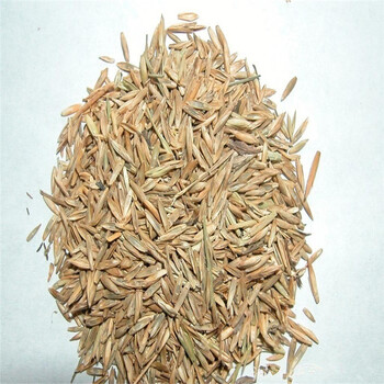 姜芮 苇状羊茅种子 牧草种子 草坪种子 100克 一斤 一斤 半斤