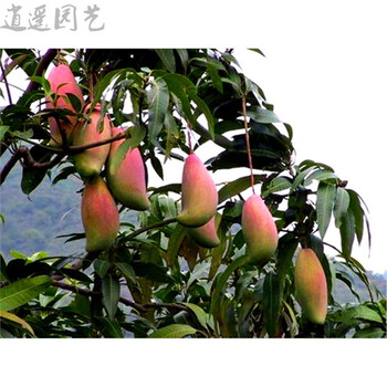 逍遥正宗红象牙芒果苗 芒果树苗可盆栽地载南北方种植水果树苗芒果树
