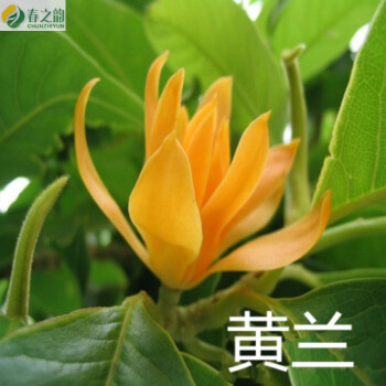 盆栽黄角兰苗白兰花苗白缅花当年开花白兰花树苗黄角兰苗高70厘米 图片价格品牌报价 京东