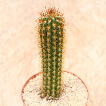 仙人柱仙人掌科仙人球多肉植物盆栽开花办公室实生 青衣柱 18cm左右