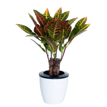 花七休 宽叶洒金桩 自吸水白色花盆花卉绿植盆栽 室内居家桌面阳台