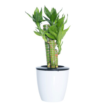 花七休 小富贵竹 自吸水白色花盆 花卉绿植盆栽 室内居家桌面阳台办公