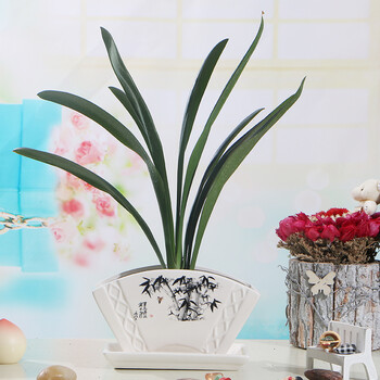 花盆扇形陶瓷花盆 桌面盆栽花卉君子兰专用花盆 带托盘 竹子 大