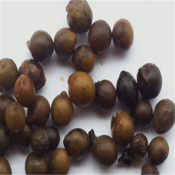 常绿观叶植物种子 棕竹种子 半斤