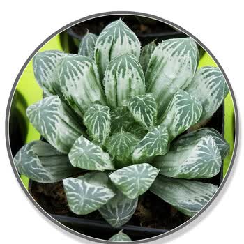 透明多肉植物易成活好繁殖新房装饰冰灯玉露类成品苗白斑玉露 6 8cm 图片价格品牌报价 京东