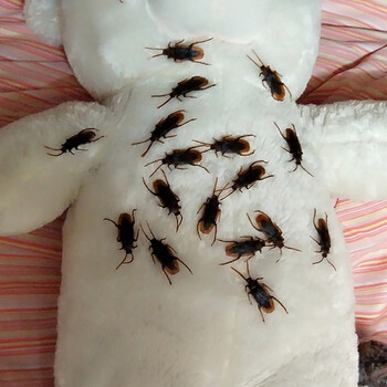 创意恶搞怪整蛊生日礼物女生整人恶作剧道具吓一跳仿真假蟑螂小强 50