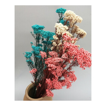 小米花云南干花花束永生花diy客厅装饰花插花真花 白,蓝,红小米花各一