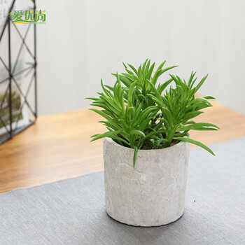 爱优尚 欢乐豆盆栽绿植室内桌面办公室净化空气吸甲醛植物花卉 欢乐豆