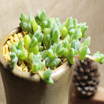 锦语 碧玉莲 韩国进口多肉植物盆栽_ 6折现价锦语 碧玉莲 韩国进口