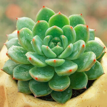 多肉植物_排行榜_推荐_什么牌子好_购物党