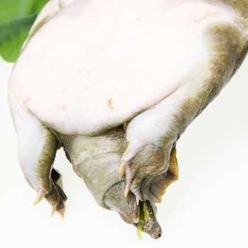 冷江 鲜活生态余姚甲鱼 公鳖 1kg 1只 盒装 海鲜水产