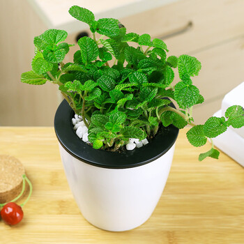 吸毒草 植物盆栽 吸甲醛植物好养花卉 除异味 带盆栽好 吸毒草