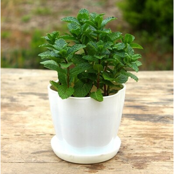 室内四季青吊兰盆栽花卉办公桌摆设吸甲醛净化空气植物防辐射 薄荷 不