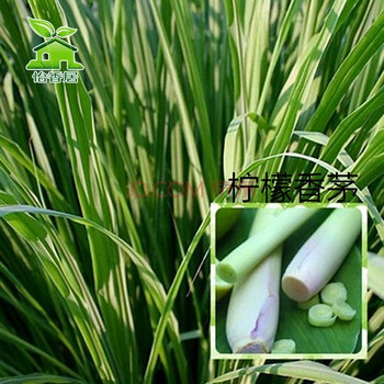怡香居 柠檬香茅种子 柠檬草种子 强烈的柠檬味香草种子 香料种子