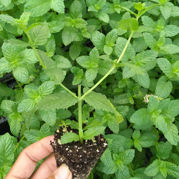 寿禾 留兰香/胡椒/香槟/柠檬/猫薄荷苗 四季盆栽观赏绿植香槟香草苗