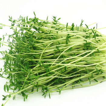 小绿扁豆苗 绿扁豆苗 微型苗装饰苗 bean (green) sprouts 50g/box g