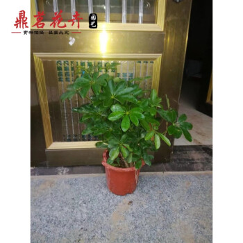 鼎茗新品鵝掌柴/鴨掌木/鴨腳木/七葉蓮室內大型植物花卉盆栽 客廳綠植