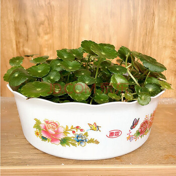 盆栽套餐 负离子套餐 桌面阳台精致水培绿植套装 负离子套餐(晴思草)