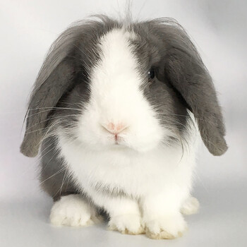 兔子活体小白兔黄花垂耳侏儒兔宠物公主兔幼兔宝宝 垂耳兔2只
