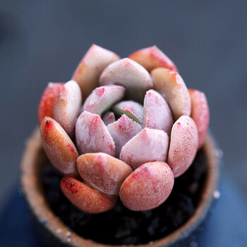 雪锦丸叶控型多肉植物超萌肉肉精品四季阳台小盆栽云南多肉 迷你控型