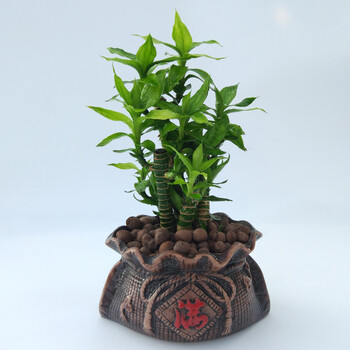 富贵竹转运竹开运竹水培植物花卉室内盆栽绿植 富贵竹钱袋盆 含盆