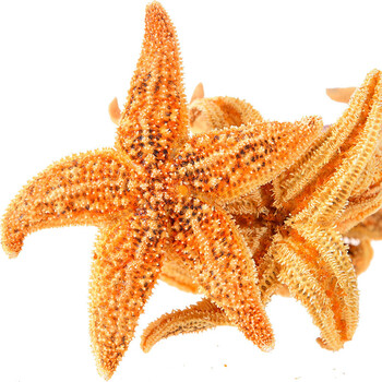 恬女神绿茵青岛海星熟冻海星星海鲜水产1000g顺丰航空