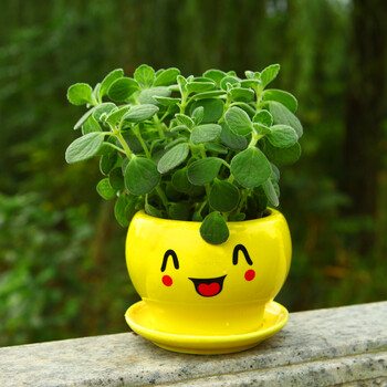 一抹香盆栽 室内碰碰香 香草多肉植物 客厅驱虫净化空气绿植花卉 其它