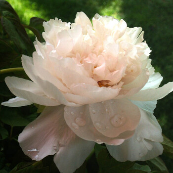 沁心园 牡丹花盆栽 牡丹花苗 牡丹大苗 花卉植物 18银粉精灵