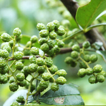 
                                        四川特产 新鲜藤椒 青花椒 保鲜青花椒 藤椒真空冷冻 新货350g                