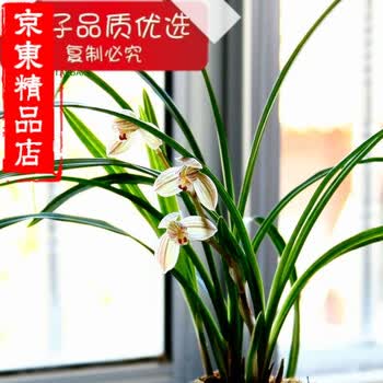 紫菀云南原生正品兰花三喜荷宽叶兰荷瓣兰花 3苗 不含盆