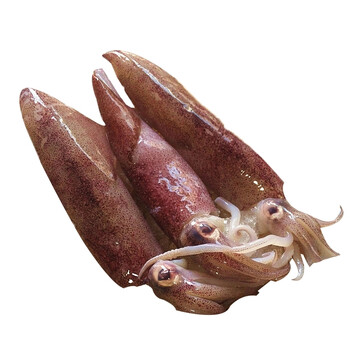 年后发货 半亩庄园 舟山野生大鱿鱼 新鲜冷冻 枪乌贼 深海鱼 500g(大)