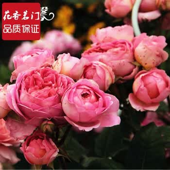 欧月香奈儿 阿芒迪娜夏奈尔 amandine chanel 月季花苗 四季开花 阿芒