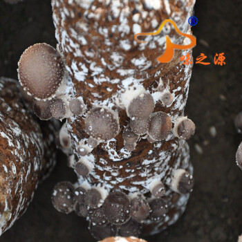 食用菌 香菇 菌种 栽培种一级种二级种三级种椴木头菌种母种试管 袋栽