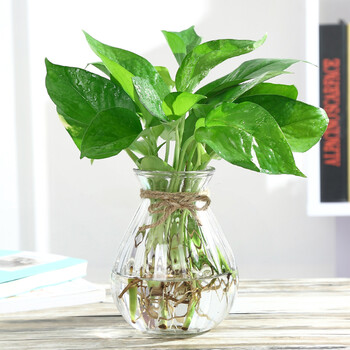 花e流简约创意小清新玻璃水培植物花瓶花盆透明风信子水养绿萝观音竹插花瓶办公室 南瓜款花瓶1个 配送绿萝中等 图片价格品牌报价 京东