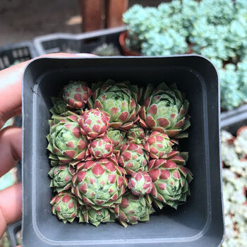 墨莲多肉植物,只有100颗哦~~ 墨莲(状态如图) 不含盆