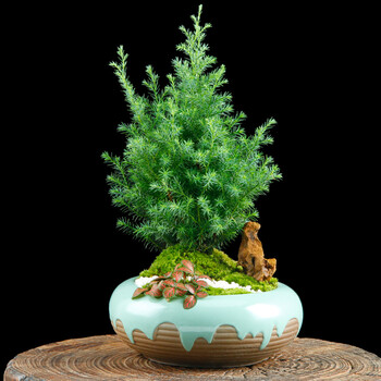 蓬莱松盆栽植物好养办公室绿植室内客厅四季常青家庭盆景 雾凇