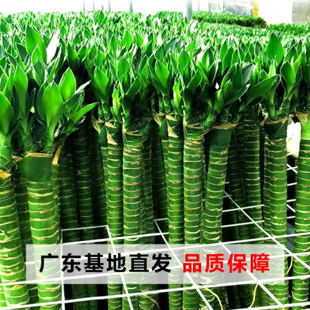香昔庄园 带根龙竹发财竹富贵竹植物水养客厅室内盆栽水培绿植 ...