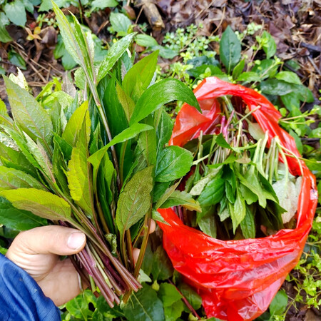 野菜小柴胡野白菊三脉叶马兰山白兰现摘新鲜嫩尖时令蔬菜三脉紫菀新鲜