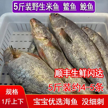 米鱼 新鲜鳘鱼 鮸鱼 敏鱼5斤装 约4-5条鲜活海鲜水产海鱼顺丰 5斤【图片 价格 品牌 报价】-京东