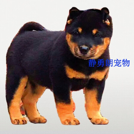 纯种中华田园犬广西土猎犬五黑虎斑黄狗白面猎犬活体幼犬 宠物级 高品质四眼铁包金 母【图片 价格 品牌 报价】-京东