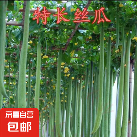 特长丝瓜种子高产早熟蛇形丝瓜种子小院蔬菜可盆栽丝瓜肉丝瓜种籽...