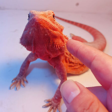 鬃狮蜥蜴活体鬃狮巨型蜥蜴异宠物超大个体蜥蜴变色龙蜥人工玩爬宠.