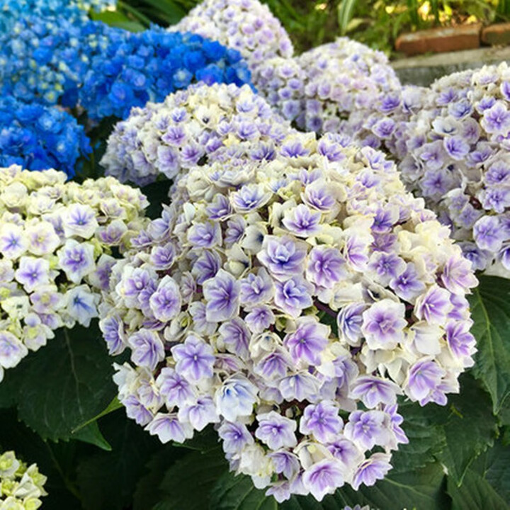 绣球盆栽庭院阳台耐寒植物花卉盆栽无尽夏绣球花 苗四季开花 史欧尼 3