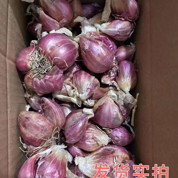 云南红葱干葱头苗阳台盆栽四季播种小香葱饱满新鲜食用葱头籽 云南红葱头(新鲜饱满) 二斤(食用/种植)【图片 价格 品牌 报价】-京东
